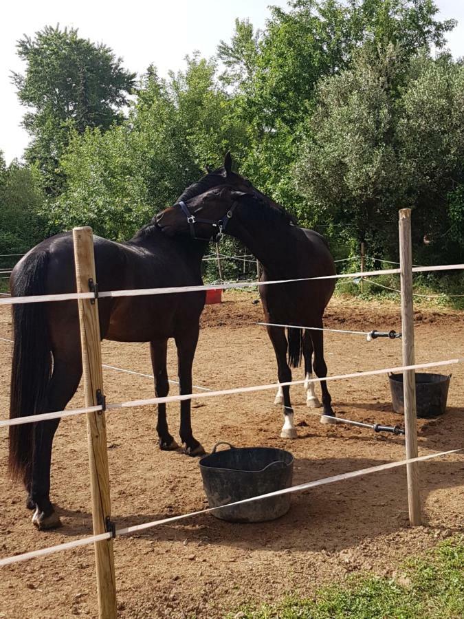 Haras Des Arcades Villa Perpignan Eksteriør billede