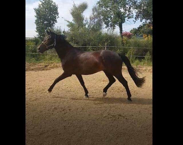 Haras Des Arcades Villa Perpignan Eksteriør billede