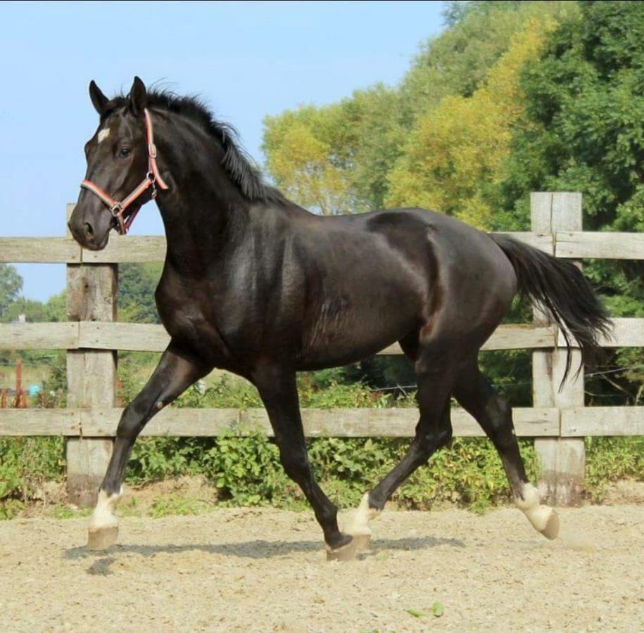 Haras Des Arcades Villa Perpignan Eksteriør billede
